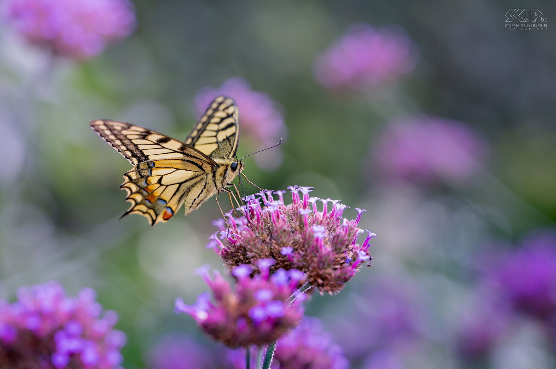 Vlinders - Koninginnenpage De koninginnenpage (Papilio machaon) was één van de soorten die bijna dagelijks aanwezig was in onze tuin. Het is een van de grootste vlinders in ons land en ze gebruiken hun lange oprolbare tong om uit smalle bloemhoofdjes nectar te zuigen. Stefan Cruysberghs